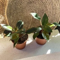 THE PLANT SOCIETY Congo Philodendron (Philodendron Rojo Congo)