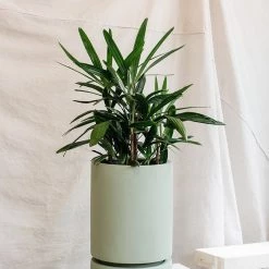 THE PLANT SOCIETY Easy Care Plants Rhapis Palm (Rhapis Excelsa)