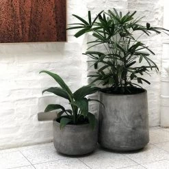 THE PLANT SOCIETY Easy Care Plants Rhapis Palm (Rhapis Excelsa)