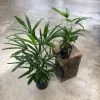THE PLANT SOCIETY Easy Care Plants Rhapis Palm (Rhapis Excelsa) 1 THE PLANT SOCIETY Easy Care Plants Rhapis Palm (Rhapis Excelsa)