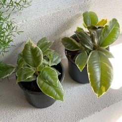 THE PLANT SOCIETY Variegated Rubber Plant (Ficus Elastica 'tineke') Balcony & Courtyard Plants