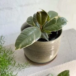 THE PLANT SOCIETY Variegated Rubber Plant (Ficus Elastica 'tineke') Balcony & Courtyard Plants