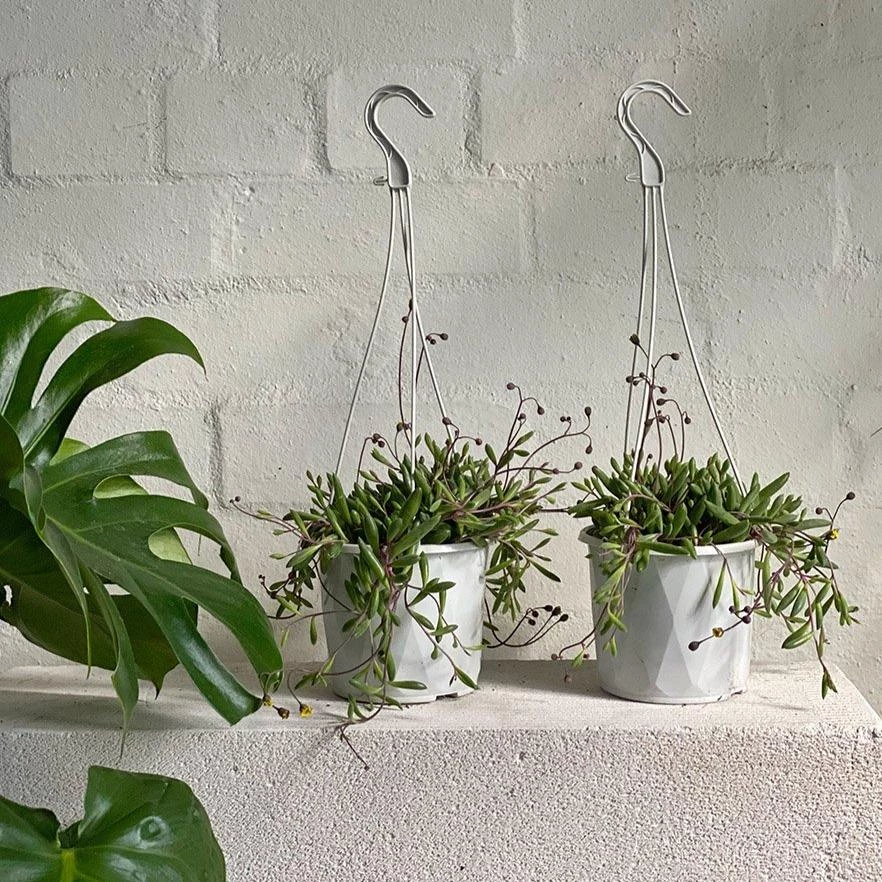 THE PLANT SOCIETY Balcony & Courtyard Plants Ruby Necklace (Othonna Capensis) 3 THE PLANT SOCIETY Balcony & Courtyard Plants Ruby Necklace (Othonna Capensis)