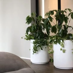 THE PLANT SOCIETY ONLINE OUTPOST Large Planters Shadow Planter