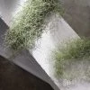 THE PLANT SOCIETY Spanish Moss (Tillandsia Usneoides) Easy Care Plants