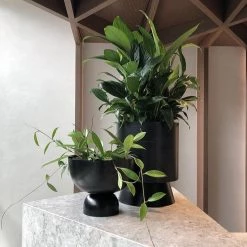 THE PLANT SOCIETY Easy Care Plants Peace Lily (Spathiphyllum)