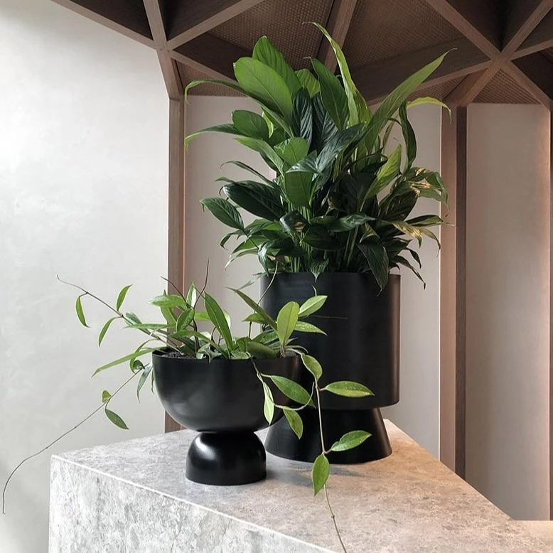 THE PLANT SOCIETY Easy Care Plants Peace Lily (Spathiphyllum) 4 THE PLANT SOCIETY Easy Care Plants Peace Lily (Spathiphyllum)