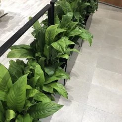 THE PLANT SOCIETY Easy Care Plants Peace Lily (Spathiphyllum) 10 THE PLANT SOCIETY Easy Care Plants Peace Lily (Spathiphyllum)