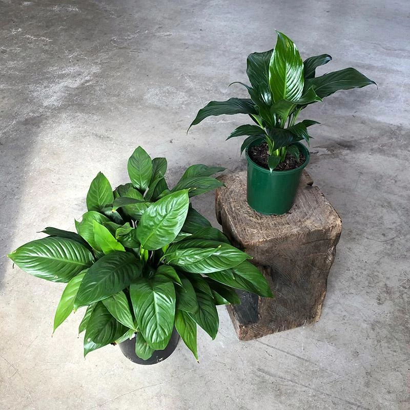 THE PLANT SOCIETY Easy Care Plants Peace Lily (Spathiphyllum) 3 THE PLANT SOCIETY Easy Care Plants Peace Lily (Spathiphyllum)