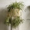 THE PLANT SOCIETY Spider Plant (Chlorophytum Comosum) Easy Care Plants 2 THE PLANT SOCIETY Spider Plant (Chlorophytum Comosum) Easy Care Plants