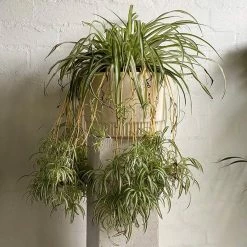 THE PLANT SOCIETY Spider Plant (Chlorophytum Comosum) Easy Care Plants