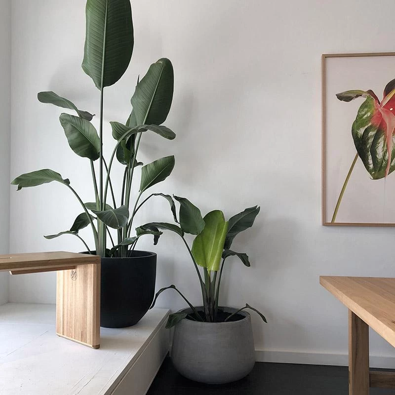 THE PLANT SOCIETY Bird Of Paradise (Strelitzia Nicolai) 3 THE PLANT SOCIETY Bird Of Paradise (Strelitzia Nicolai)