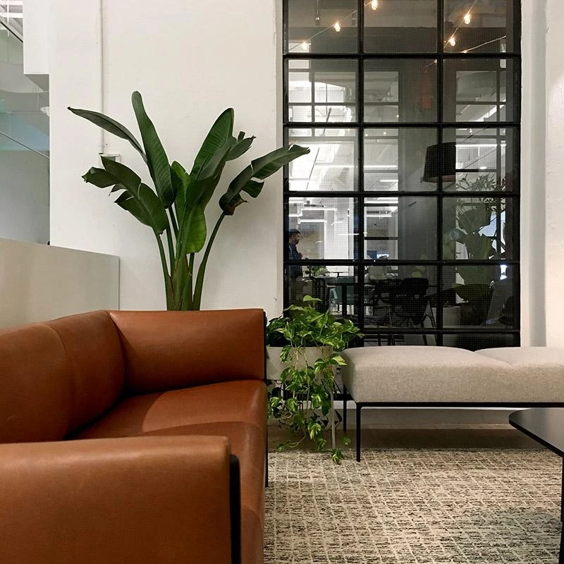 THE PLANT SOCIETY Bird Of Paradise (Strelitzia Nicolai) 4 THE PLANT SOCIETY Bird Of Paradise (Strelitzia Nicolai)