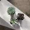 THE PLANT SOCIETY Succulent Babies