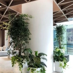 THE PLANT SOCIETY ONLINE OUTPOST Large Planters Tear Drop Planter