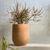 THE PLANT SOCIETY ONLINE OUTPOST Amalfi Planter Terracotta Planters