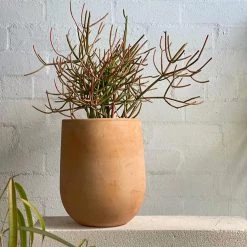 THE PLANT SOCIETY ONLINE OUTPOST Amalfi Planter Terracotta Planters