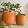 THE PLANT SOCIETY ONLINE OUTPOST Calabria Planter