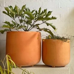 THE PLANT SOCIETY ONLINE OUTPOST Calabria Planter