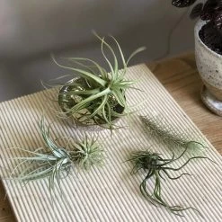 THE PLANT SOCIETY ONLINE OUTPOST Air Plant (Tillandsia) All Plants