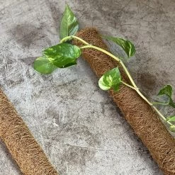 The Plant Society 32 THE PLANT SOCIETY Coir Totem Stake