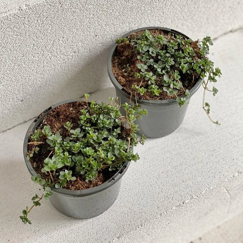 THE PLANT SOCIETY Trailing Pilea (Pilea Glauca) 3 THE PLANT SOCIETY Trailing Pilea (Pilea Glauca)