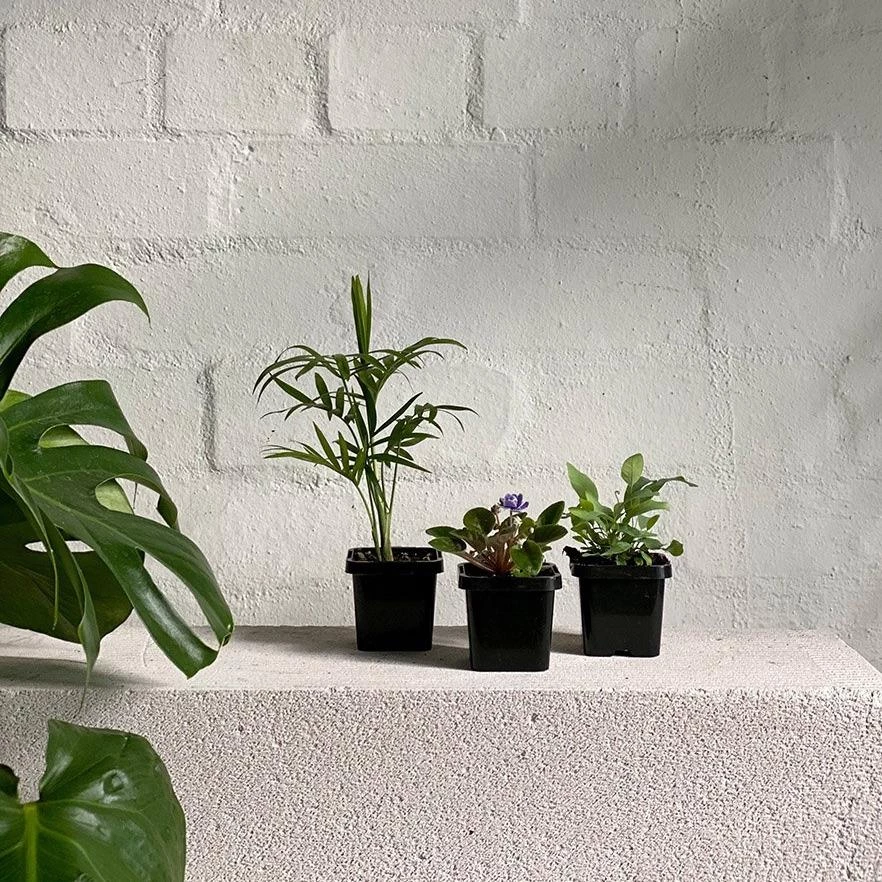 THE PLANT SOCIETY Easy Care Plants Tropical Babies 4 THE PLANT SOCIETY Easy Care Plants Tropical Babies