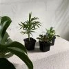 THE PLANT SOCIETY Easy Care Plants Tropical Babies