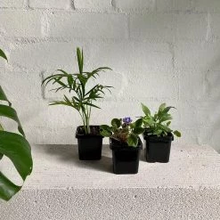 THE PLANT SOCIETY Easy Care Plants Tropical Babies 7 THE PLANT SOCIETY Easy Care Plants Tropical Babies