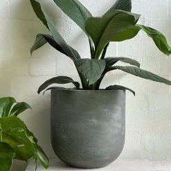 THE PLANT SOCIETY ONLINE OUTPOST U-Planter