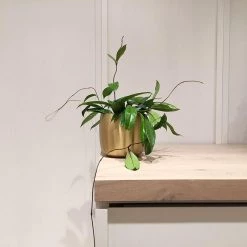 THE PLANT SOCIETY Wax Plant Assort (Hoya) Easy Care Plants