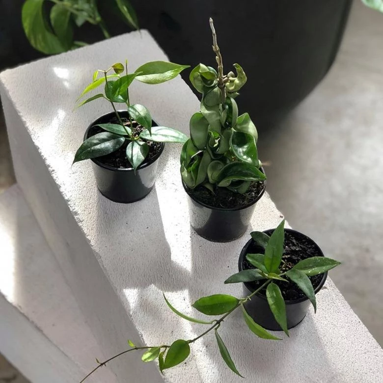 THE PLANT SOCIETY Wax Plant Assort (Hoya) Easy Care Plants 5 THE PLANT SOCIETY Wax Plant Assort (Hoya) Easy Care Plants