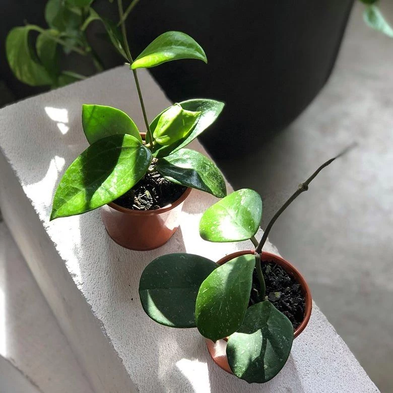 THE PLANT SOCIETY Wax Plant Assort (Hoya) Easy Care Plants 6 THE PLANT SOCIETY Wax Plant Assort (Hoya) Easy Care Plants