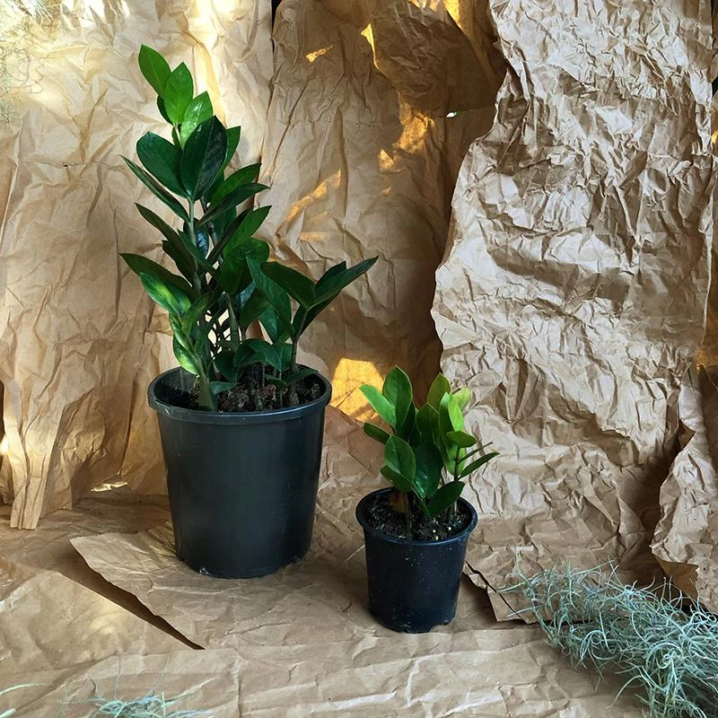 THE PLANT SOCIETY Zanzibar Gem (Zamioculcas Zamiifolia) Easy Care Plants 3 THE PLANT SOCIETY Zanzibar Gem (Zamioculcas Zamiifolia) Easy Care Plants