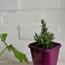 THE PLANT SOCIETY Rosemary