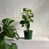 THE PLANT SOCIETY Coin Leaf Peperomia (Peperomia Polybotrya) Medium Care Plants
