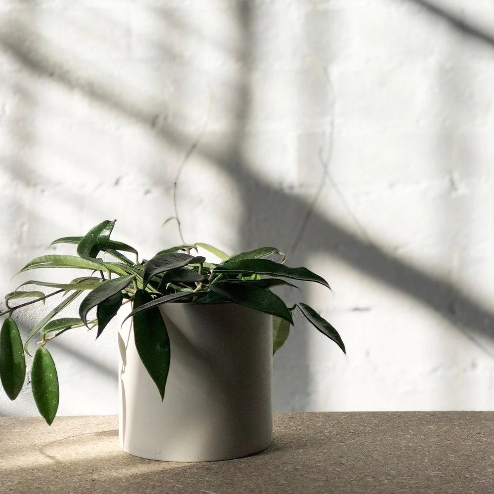 THE PLANT SOCIETY All Planters Cylinder Planter By Zakkia