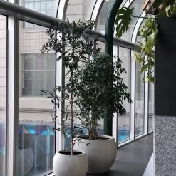 THE PLANT SOCIETY Kauri Pine (Agathis Robusta)