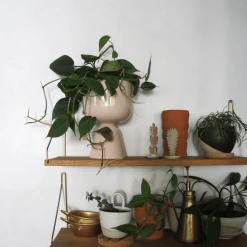 THE PLANT SOCIETY Heart Leaf Philodendron (Philodendron Cordatum)