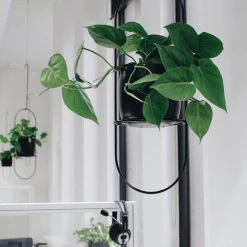 THE PLANT SOCIETY Heart Leaf Philodendron (Philodendron Cordatum)