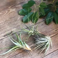 THE PLANT SOCIETY ONLINE OUTPOST Air Plant (Tillandsia) All Plants