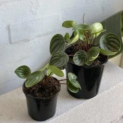 THE PLANT SOCIETY Watermelon Peperomia (Peperomia Argyreia)