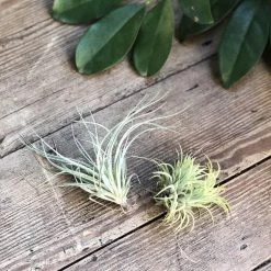THE PLANT SOCIETY ONLINE OUTPOST Air Plant (Tillandsia) All Plants