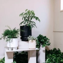 THE PLANT SOCIETY ONLINE OUTPOST Totem Collection By The Plant Society Large Flute Planter By The Plant Society X Capra Designs - Totem Collection - 9 THE PLANT SOCIETY ONLINE OUTPOST Totem Collection By The Plant Society Large Flute Planter By The Plant Society X Capra Designs - Totem Collection -