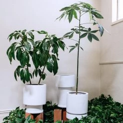 Totem Collection By The Plant Society Low Tower Planter By The Plant Society X Capra Designs- Totem Collection -