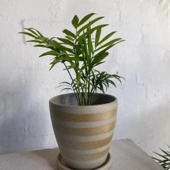 THE PLANT SOCIETY Parlour Palm (Chamaedorea Elegans)