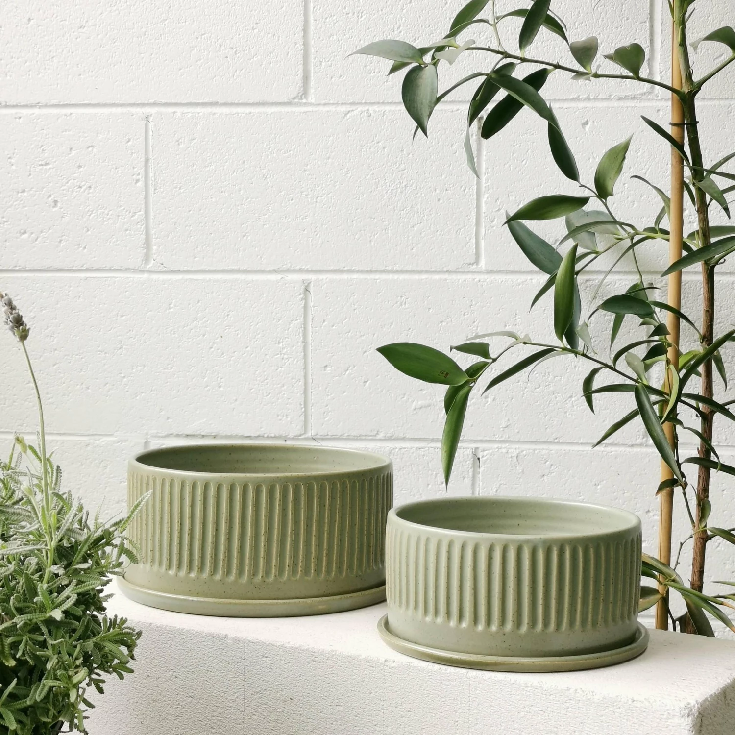 THE PLANT SOCIETY Sage Fluted Planter By Arcadia Scott 4 THE PLANT SOCIETY Sage Fluted Planter By Arcadia Scott