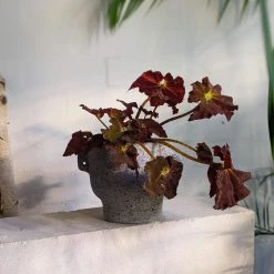 THE PLANT SOCIETY All Planters Niobium Planter By Buzzby & Fang