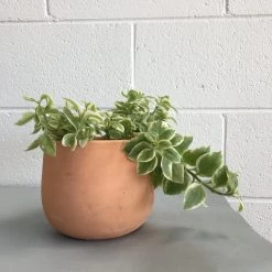 THE PLANT SOCIETY Baby Sunrose Variegated (Aptenia Cordifolia 'Variegata')