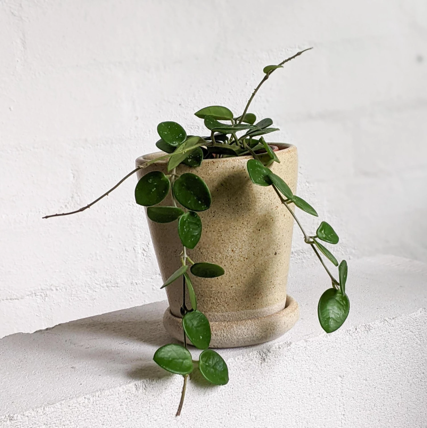 THE PLANT SOCIETY Stony Stripe Wood Fired Planters By Sandra Bowkett All Planters 6 THE PLANT SOCIETY Stony Stripe Wood Fired Planters By Sandra Bowkett All Planters